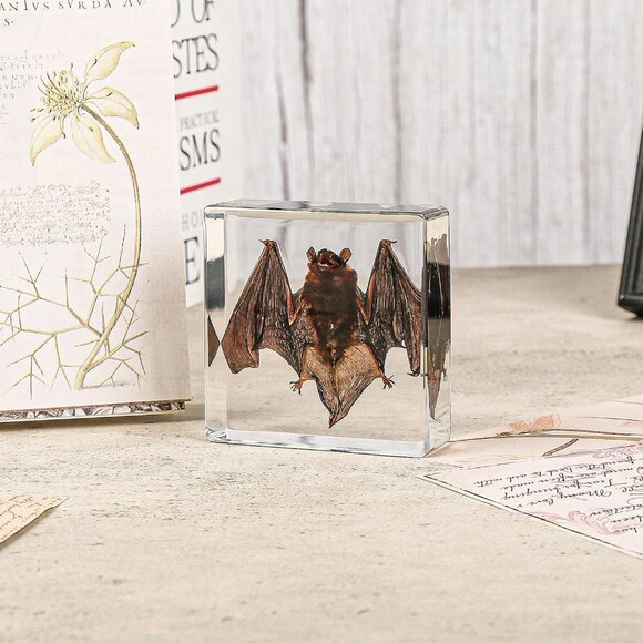 Real Bat Specimens,Taxidermy Bat Specimen in Resin for Science Classroom Science - Picture 5 of 7